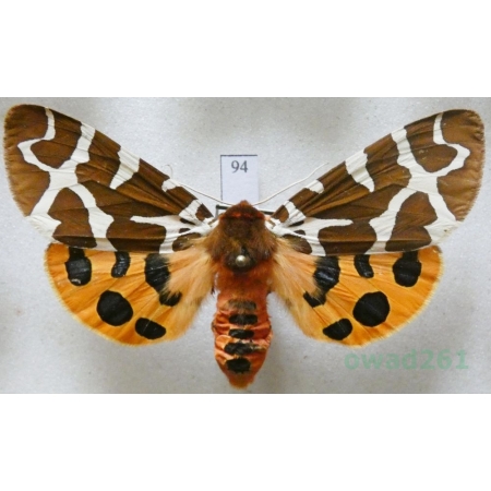 Arctia caja (Linnaeus, 1758) female Niedźwiedziówka kaja Czech94